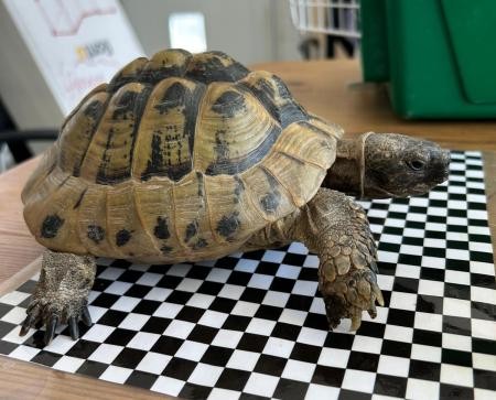 Griechische Landschildkröte mit ockerfarbenem Panzer